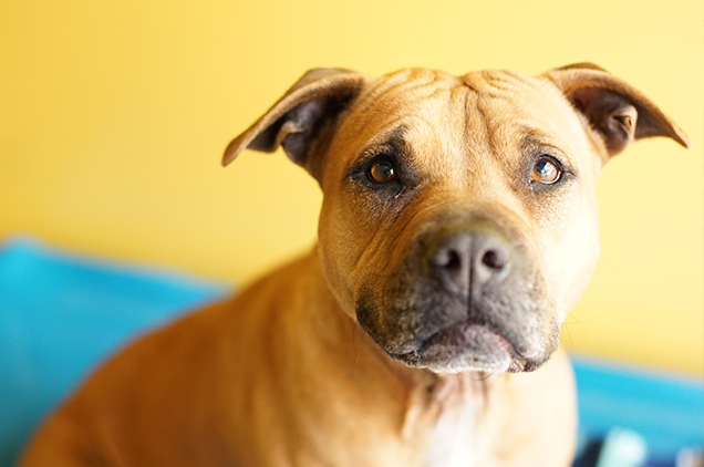 dog fighting dogs get second chance and adopted